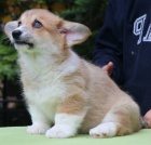 Pred�m �teniatka welsh corgi pembroke s PP