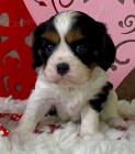 Prod�m o�kovan� �t��ata Kaval�r King Charles Spaniel.