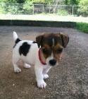 Prodm tata jack russell.