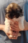 Shih Tzu tata na prodej