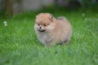 pomeranian KRSN ttka