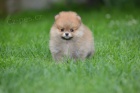 pomeranian KRSN ttka