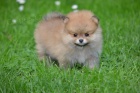 pomeranian KRSN ttka