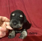 Kn�ra� mal� s PP