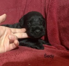 Kn�ra� mal� s PP