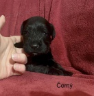 Kn�ra� mal� s PP