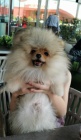 Pomeranian tata BOO istokrevn