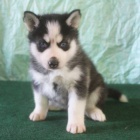 Prod�m rozko�n� �t���tka sibi�sk�ho huskyho s kr�sn�ma modr�ma o�ima.