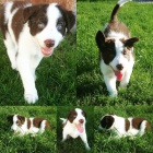 Prod�m �t��ata border kolie