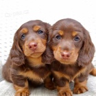 Prod�m zdrav� �t��ata jezev��k� dlouhosrst�ch