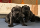 Prodm tata Cane Corso.