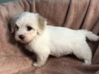 �t��ata havanese na prodej.