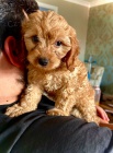 Prod�m �t��ata Cavapoo.