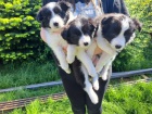Prod�m �t��ata border kolie