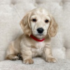 Prod�m zlat� �t��ata dlouhosrst�ch jezev��k�