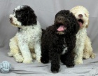 Lagotto Romagnolo KRSN ttka