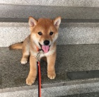 Prod�m �t��ata shiba inu