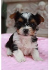 BEWEIR YORKIE �T��ATA