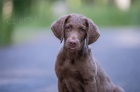 Chesapeake bay retriever s PP(jako hnd labrador)