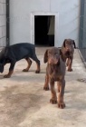 DOBERMAN tata na prodej