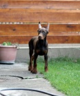 DOBERMAN tata na prodej