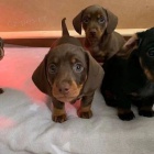 VELIKOST KR�TKOSRST�HO KR�L�KA JEZEV��K �T��ATA