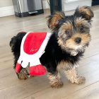 Prod�m �t��ata YORKIE.