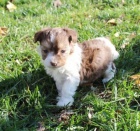 �t��ata havanese na prodej.