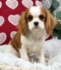 Prodm tata mini Cavalier King Charles Spaniel.