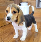 PROD�M �T��ATA BEAGLE.