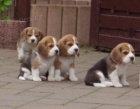 PROD�M �T��ATA BEAGLE.