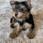 Prodm tata MINI YORKIE.