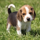 �t��ata b�gla na prodej.