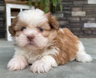 Prodm tata SHIH TZU