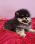 Medvdci Pomeranian BOO, tata Pomeranian Spitz