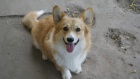 Pembroke Welsh Corgi