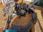 Prod�m zdrav� o�kovan� �t��ata italsk�ho Cane Corso