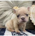 zdrav� �t��ata francouzsk�ho buldo�ka