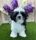 �t��ata shih tzu