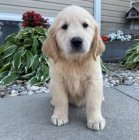 �t��ata zlat�ho retr�vra