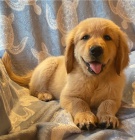 �t��ata zlat�ho retr�vra