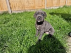 Prodm zdrav okovan tata italskho Cane Corso