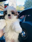 Prodm hygienicky a sociln vykolen tata SHIH TZU