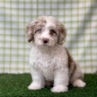 tata Aussiedoodle na prodej.