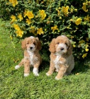 Prod�m o�kovan� a od�erven� �t��ata Cavapoo mini.