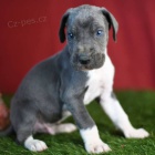 Prod�m zdrav� o�kovan� �t��ata n�meck� dogy