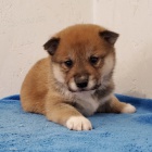 Prodm miniaturn tata shiba inu