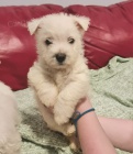 Prodm tata West Highland White Terriers