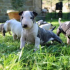 Prod�m kr�sn� �t��ata anglick�ho bulteri�ra.