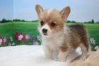 Prodm tata Pembroke Welsh Corgi.